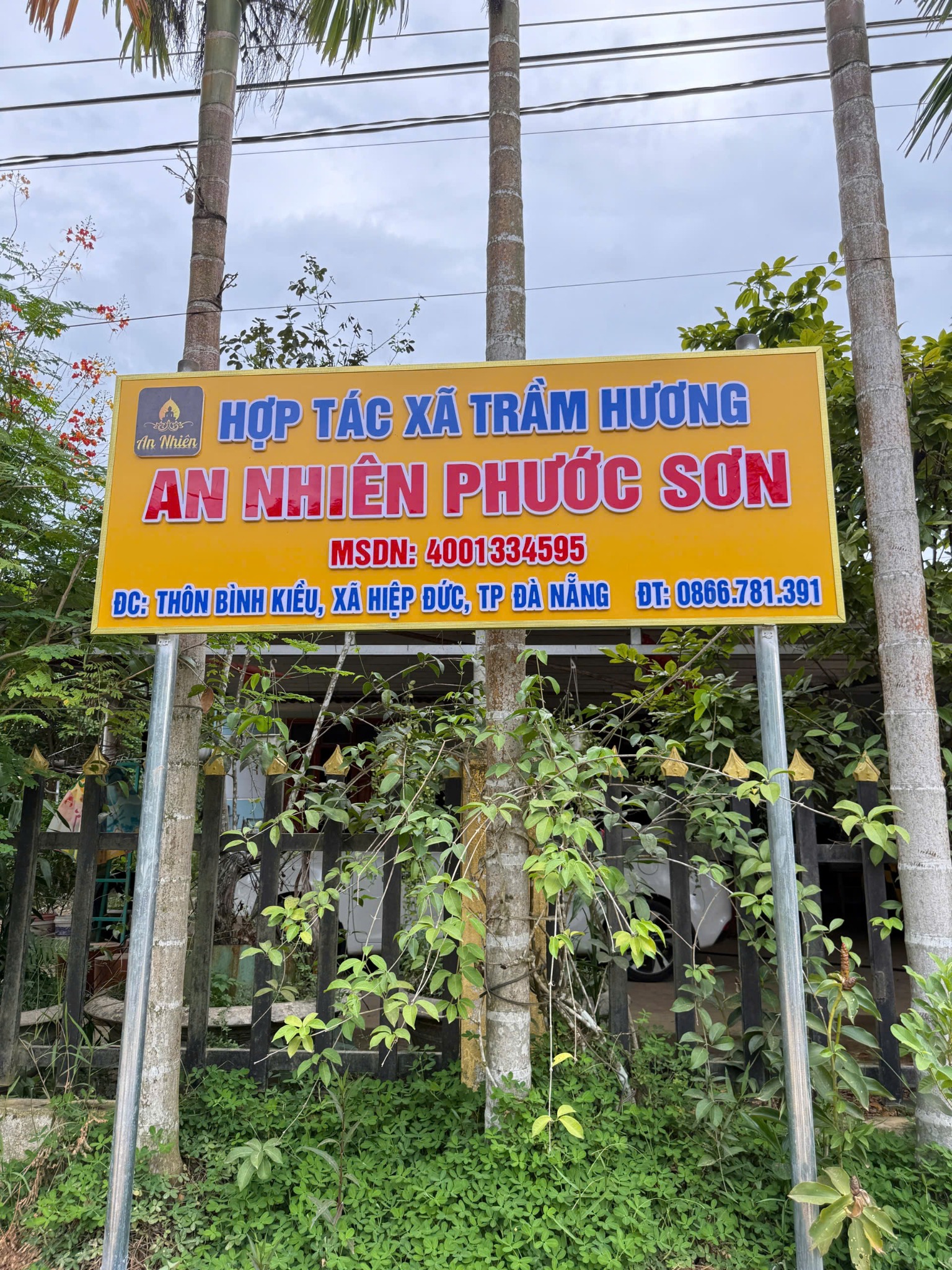 Vườn Dó bầu tại HTX Trầm Hương An Nhiên Phước Sơn